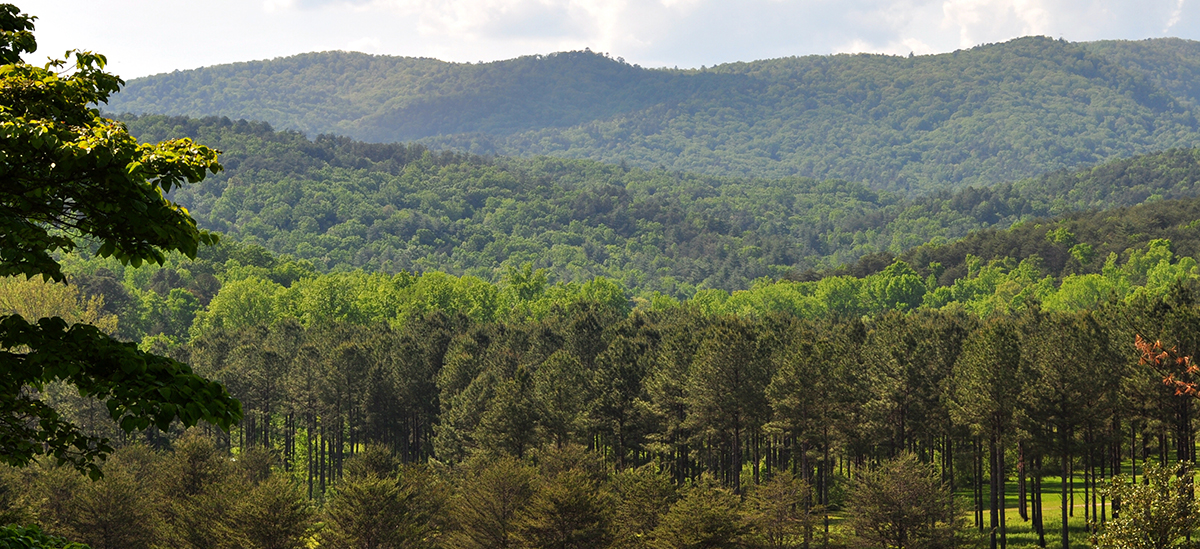 Forestry & environmental visualization